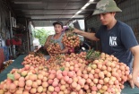 Giá vải thiều ở miền Nam đắt gấp 3 lần ngoài Bắc